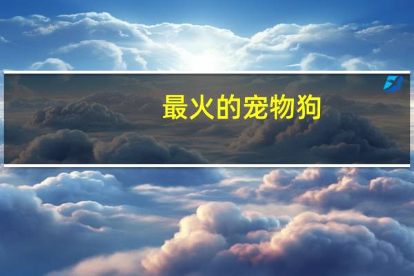 最火的宠物狗