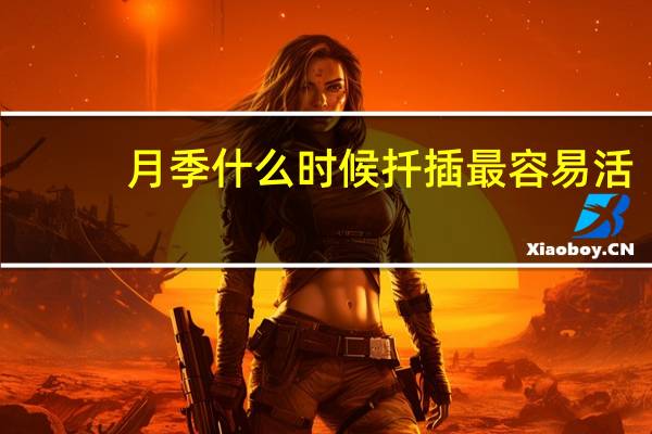 月季什么时候扦插最容易活