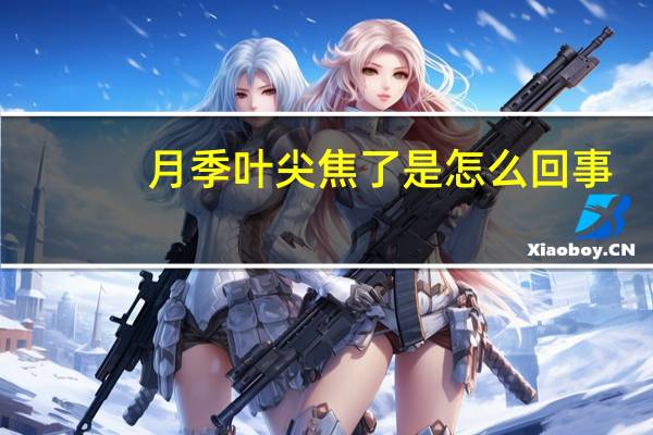 月季叶尖焦了是怎么回事
