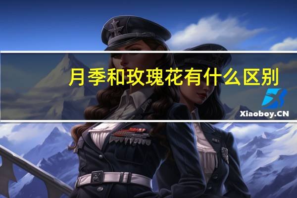 月季和玫瑰花有什么区别