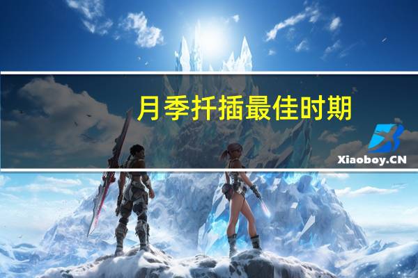 月季扦插最佳时期