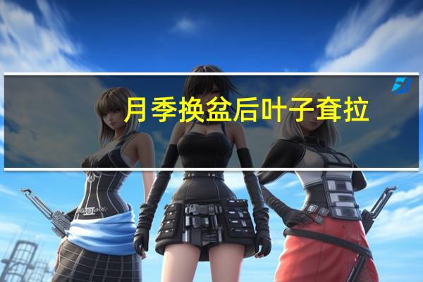 月季换盆后叶子耷拉