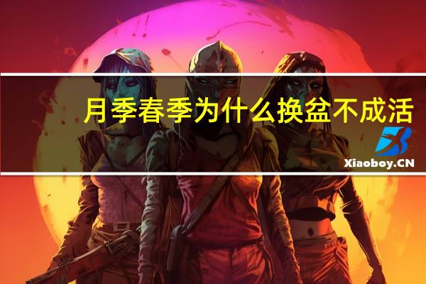 月季春季为什么换盆不成活