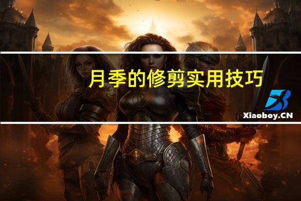 月季的修剪实用技巧：资深花友分享的经验