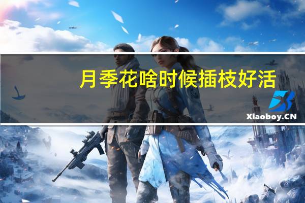 月季花啥时候插枝好活