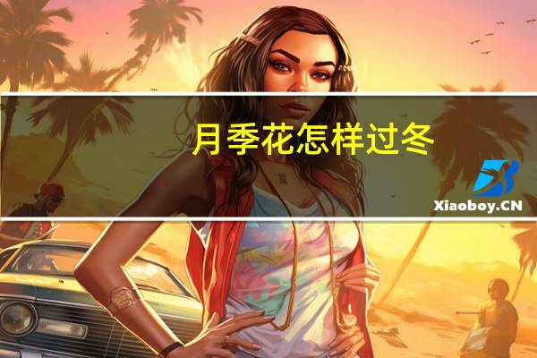 月季花怎样过冬