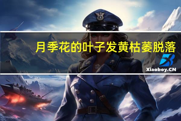 月季花的叶子发黄枯萎脱落,