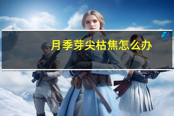 月季芽尖枯焦怎么办