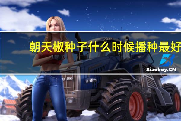 朝天椒种子什么时候播种最好
