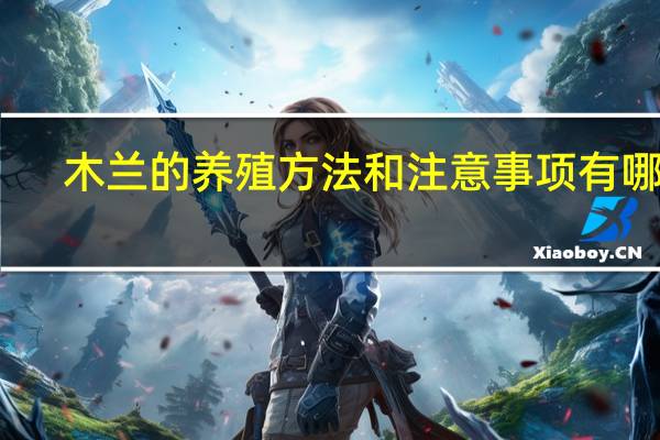 木兰的养殖方法和注意事项有哪些