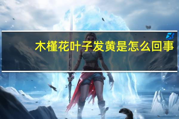 木槿花叶子发黄是怎么回事