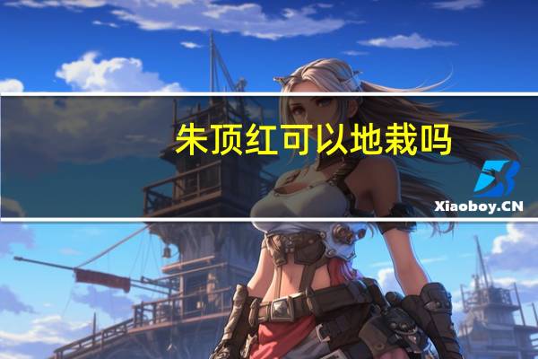 朱顶红可以地栽吗