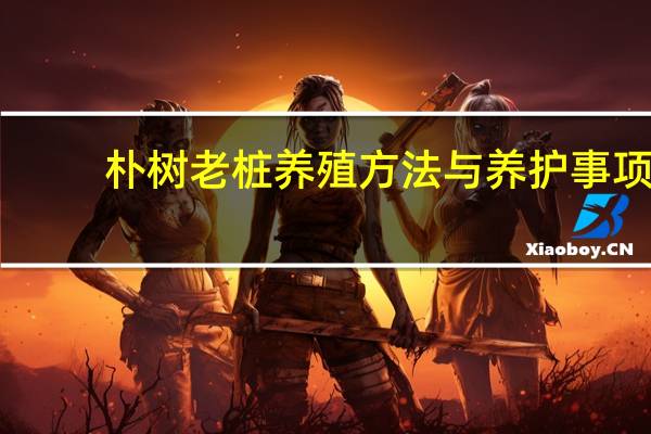 朴树老桩养殖方法与养护事项