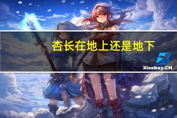 杏长在地上还是地下