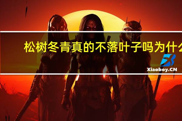 松树冬青真的不落叶子吗为什么
