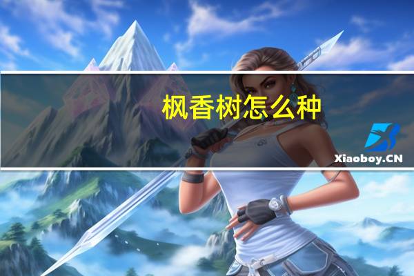 枫香树怎么种