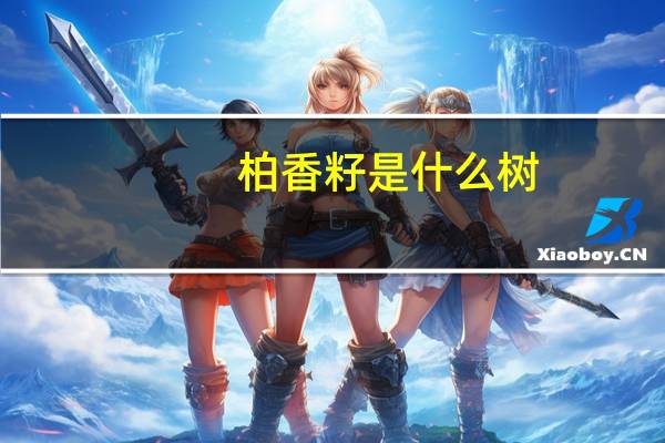 柏香籽是什么树