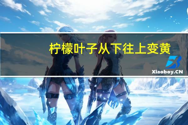 柠檬叶子从下往上变黄