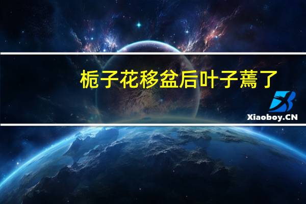 栀子花移盆后叶子蔫了