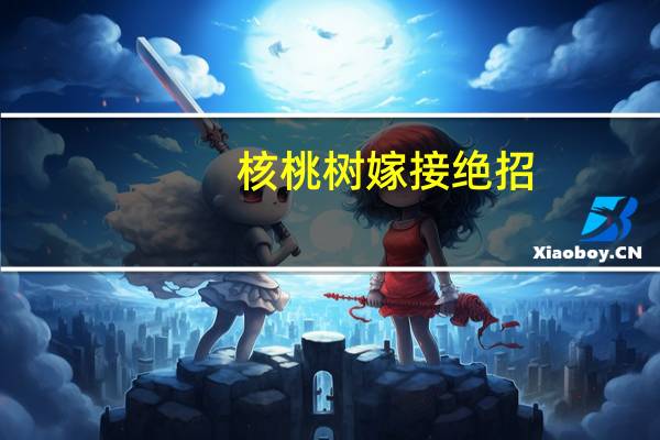 核桃树嫁接绝招