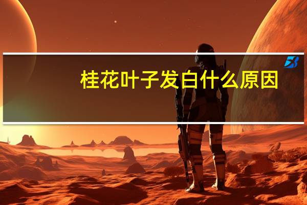 桂花叶子发白什么原因