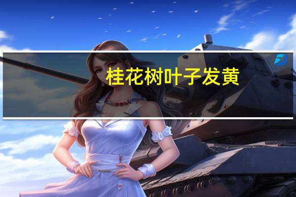 桂花树叶子发黄：浇水过多会死亡