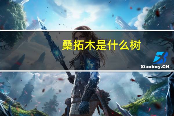 桑拓木是什么树