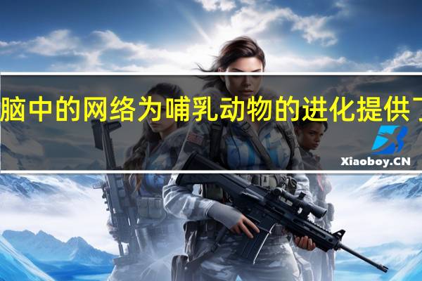 检查狗大脑中的网络为哺乳动物的进化提供了进一步的见解