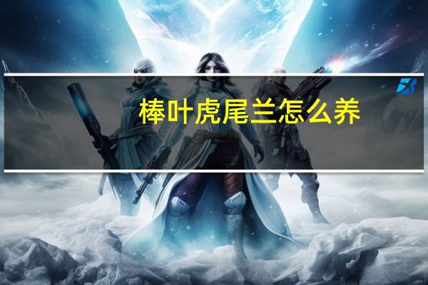 棒叶虎尾兰怎么养