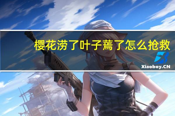 樱花涝了叶子蔫了怎么抢救