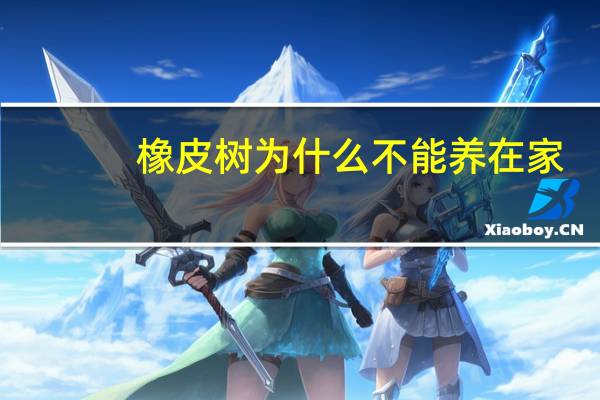 橡皮树为什么不能养在家