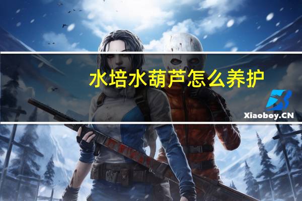 水培水葫芦怎么养护