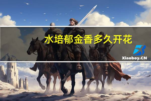 水培郁金香多久开花