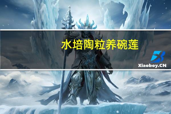 水培陶粒养碗莲(水培陶粒)