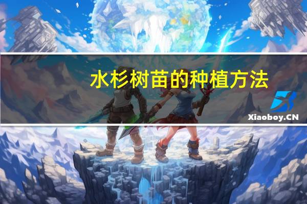 水杉树苗的种植方法