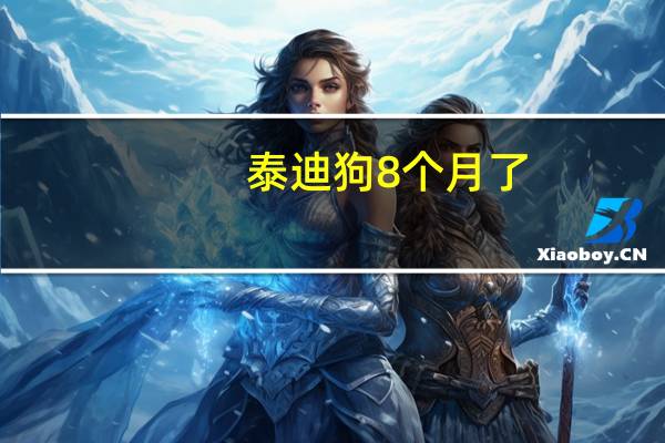 泰迪狗8个月了,不好好吃狗粮,怎么办