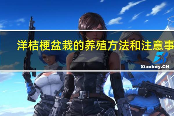 洋桔梗盆栽的养殖方法和注意事项