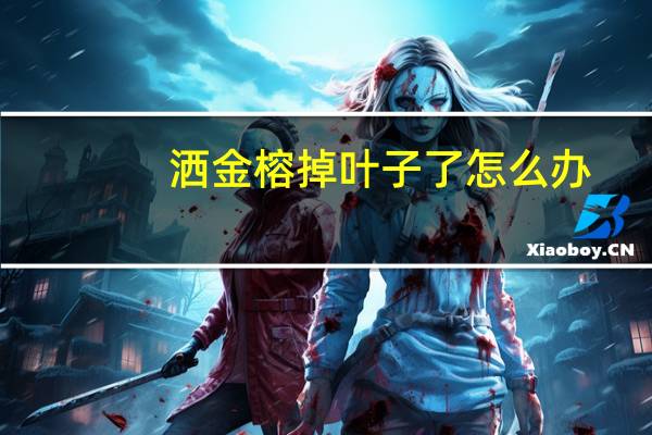 洒金榕掉叶子了怎么办