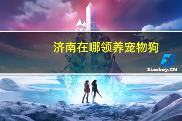 济南在哪领养宠物狗