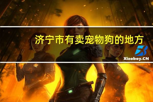 济宁市有卖宠物狗的地方