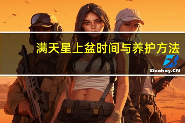 满天星上盆时间与养护方法