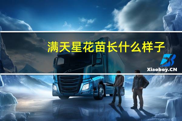 满天星花苗长什么样子
