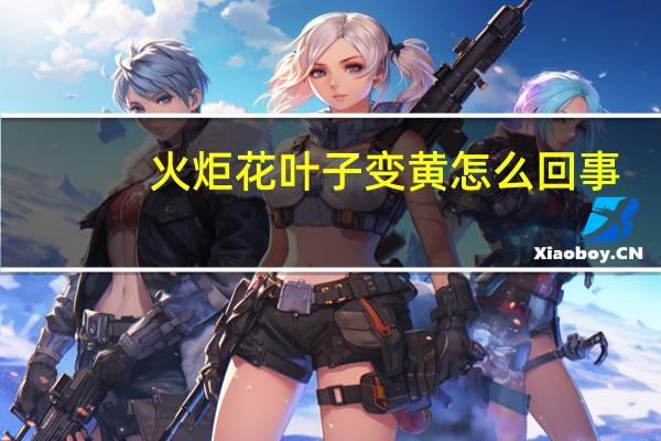 火炬花叶子变黄怎么回事