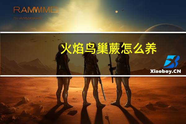 火焰鸟巢蕨怎么养