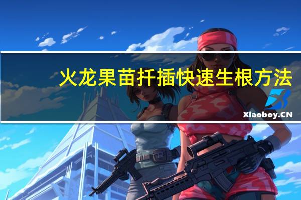 火龙果苗扦插快速生根方法