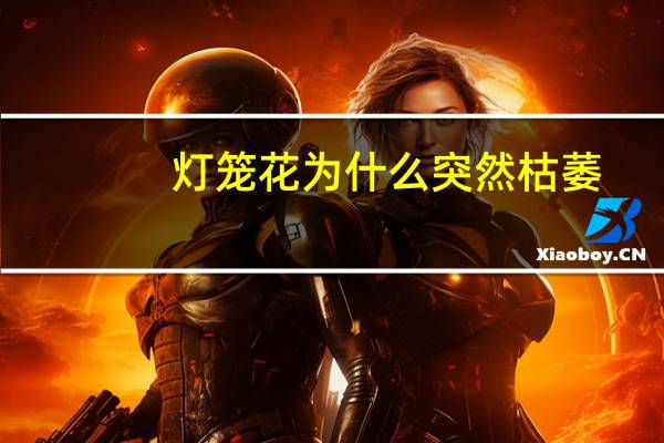 灯笼花为什么突然枯萎
