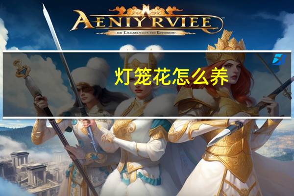 灯笼花怎么养