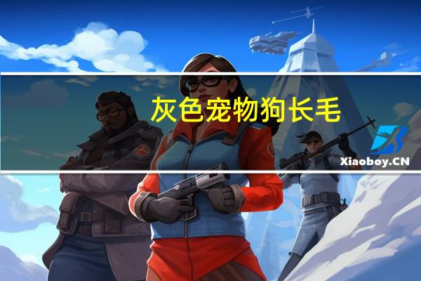 灰色宠物狗长毛
