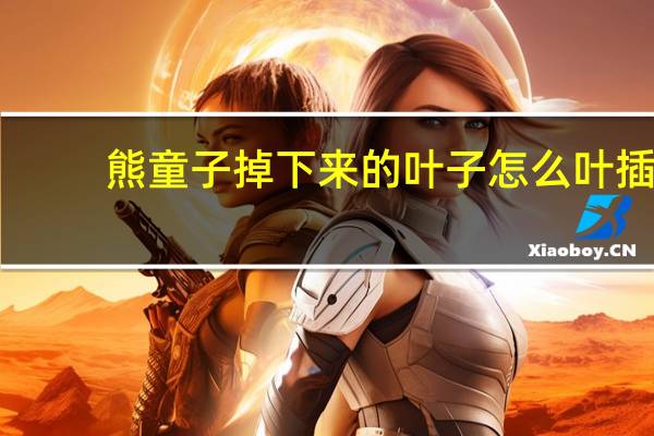 熊童子掉下来的叶子怎么叶插