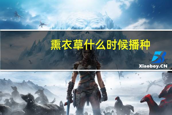 熏衣草什么时候播种
